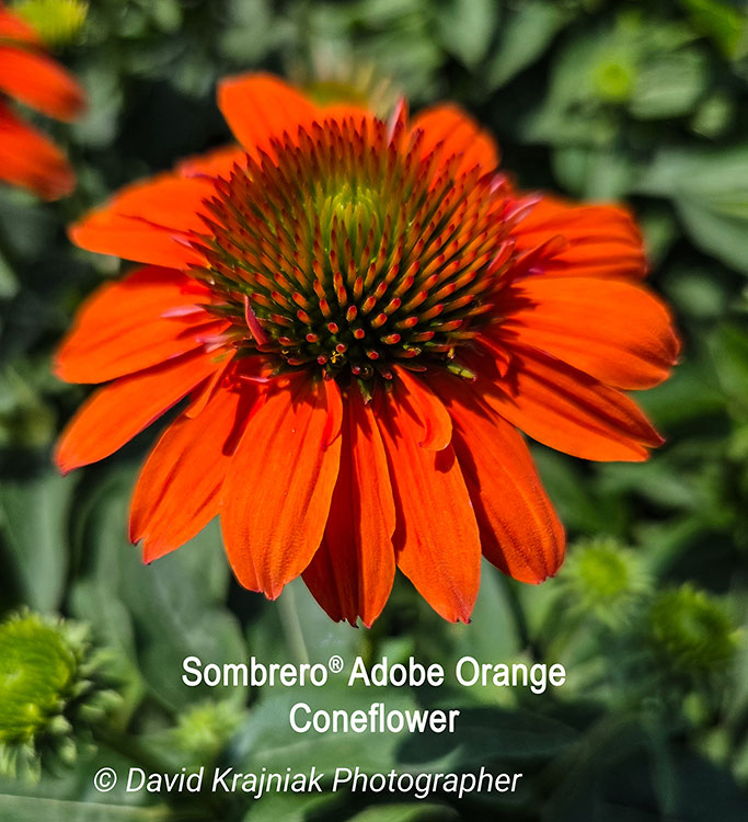 AdobeOrangeEchinacea_Cinco
