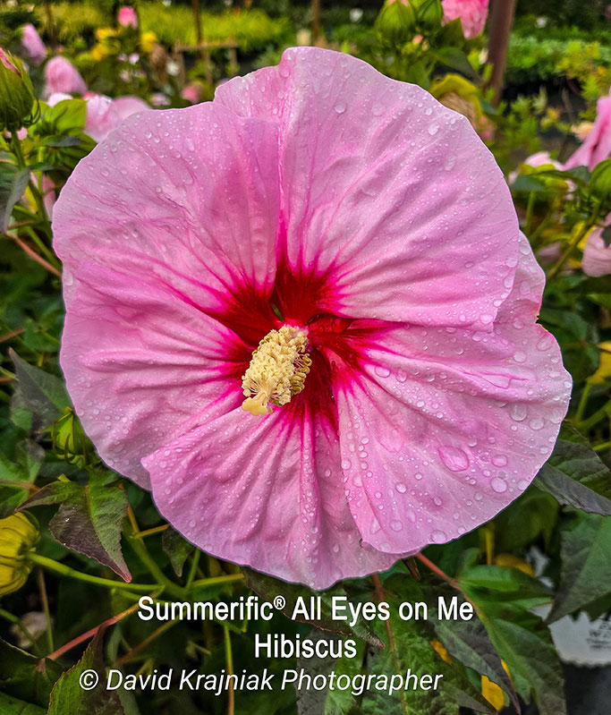 AllEyesonMeHibiscus_Cinco