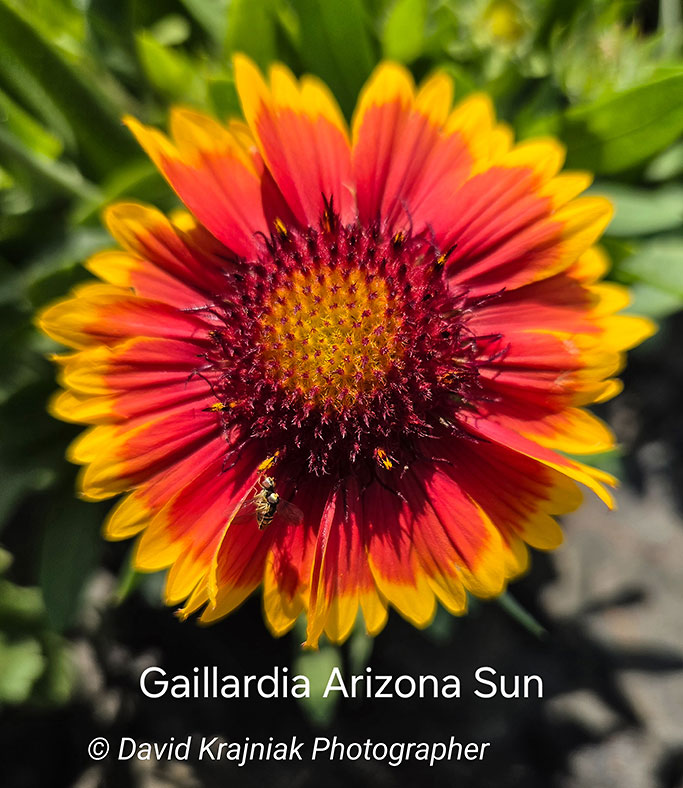 ArizonaSunGaillardia_Cinco