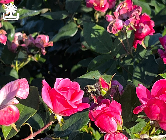 Bee-on-KnockOut-Rose_photocreditEJKJ