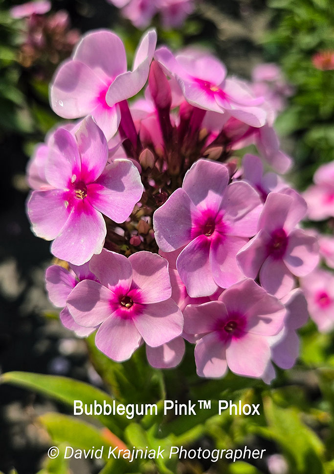 BubblegumPinkPhlox_Cinco