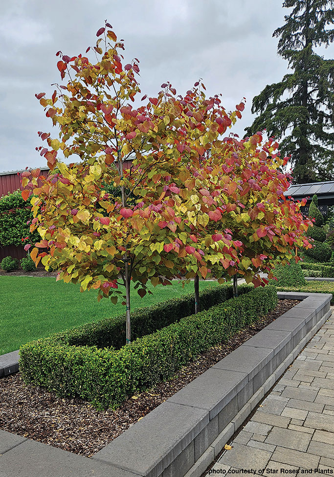 Cercis_FlameThrower_Landscape_039_courtesyStarRoses