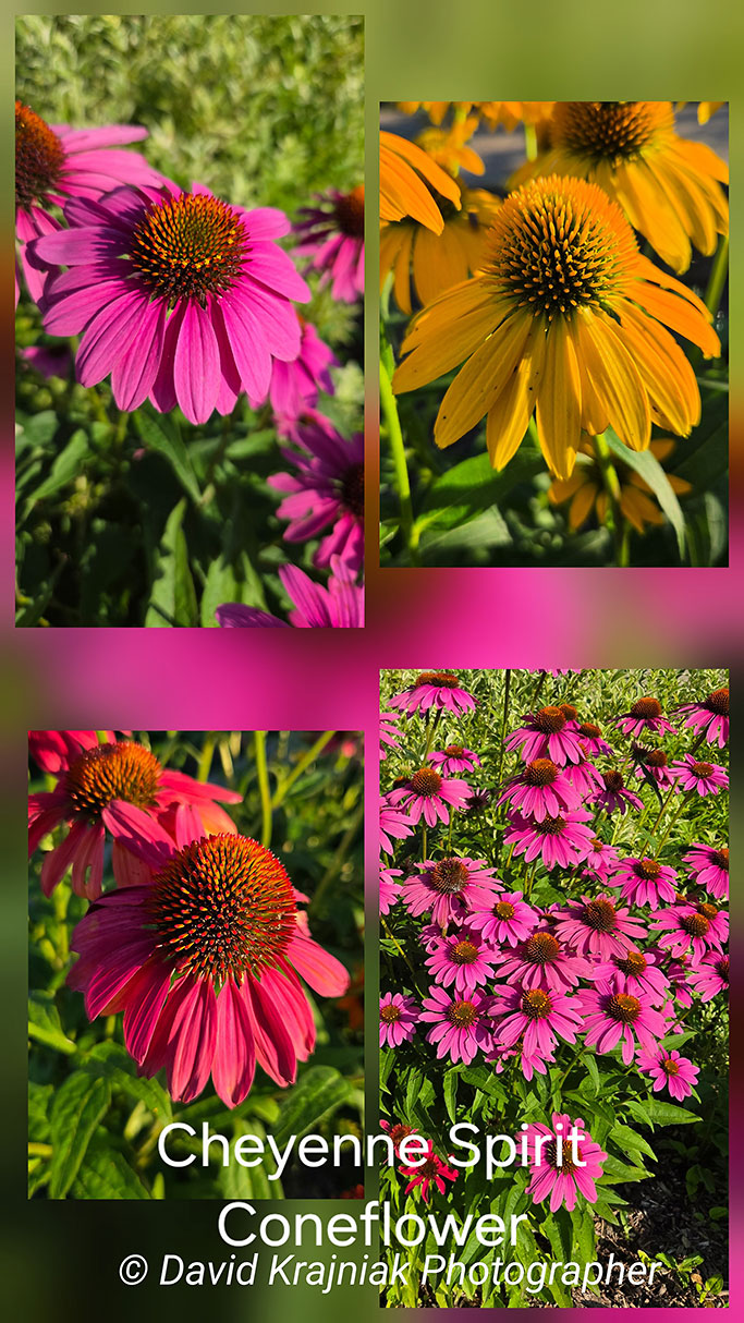 CheyenneSpiritEchinacea_Cinco