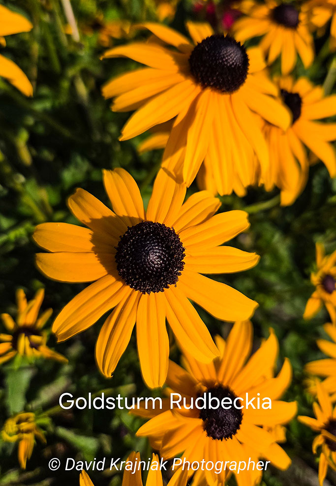 GoldsturmRudbeckia_Cinco