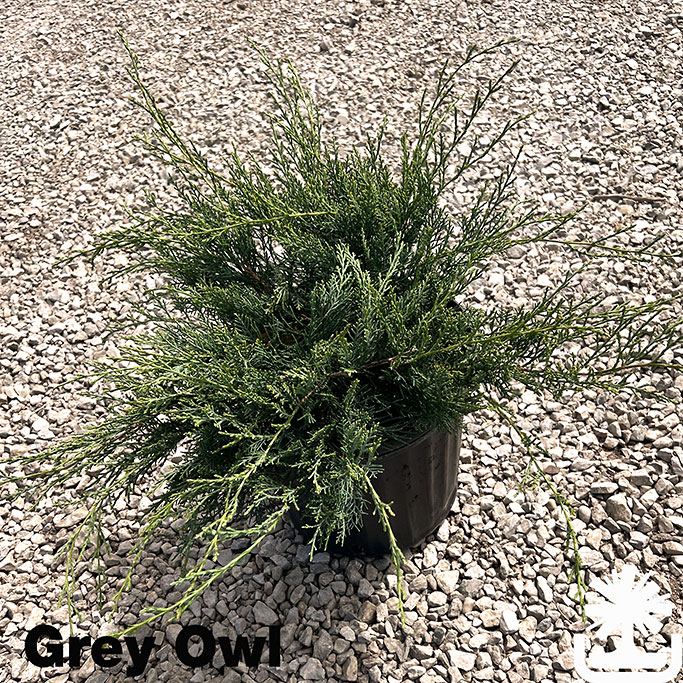 Grey-Owl_photocreditAW_050525