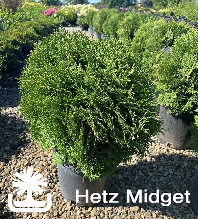 Hetz-Midget_photocreditAlexW