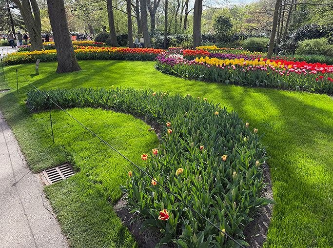 IMG_6183_Tulips_TimJoy