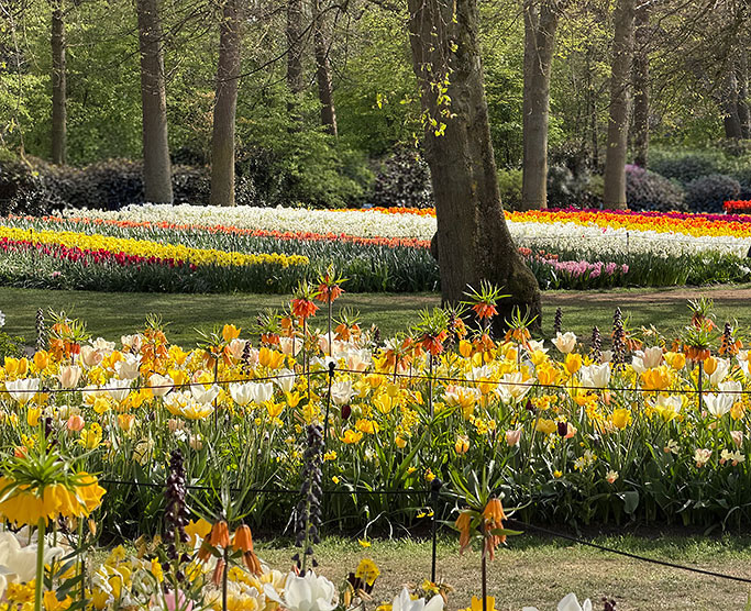 IMG_6185_NarcissusTulips_TimJoy