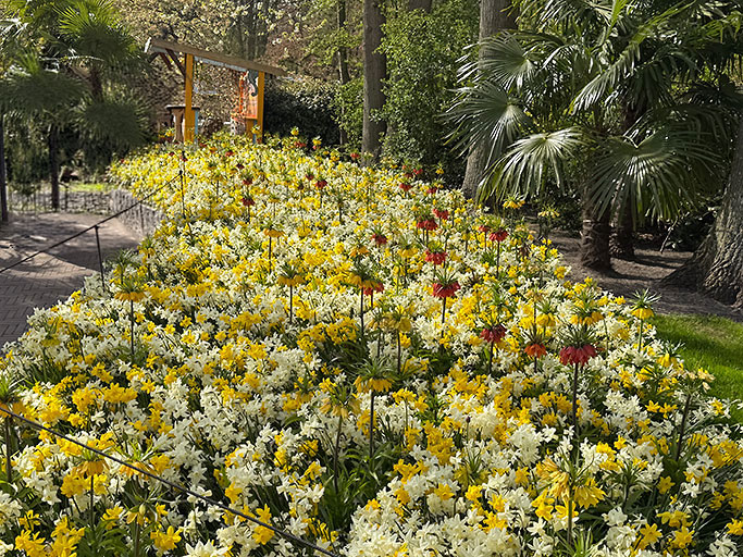 IMG_6186_Narcissus_TimJoy