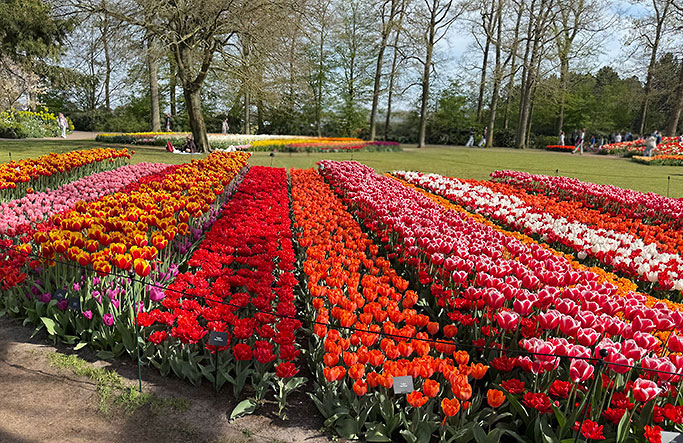 IMG_6187_Tulips_TimJoy