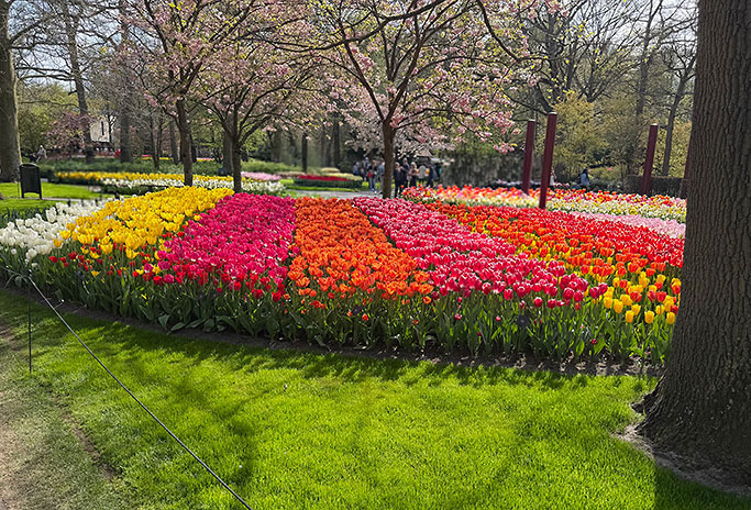 IMG_6191_Tulips_TimJoy