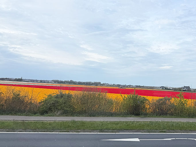 IMG_6194_TulipFields_TimJoy