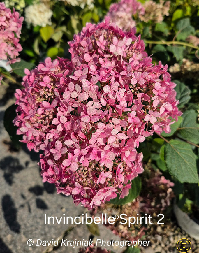 InvincibelleSpiriti2Hydrangea_Cinco