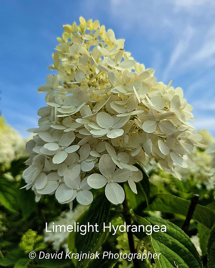 LimelightHydrangea_Cinco