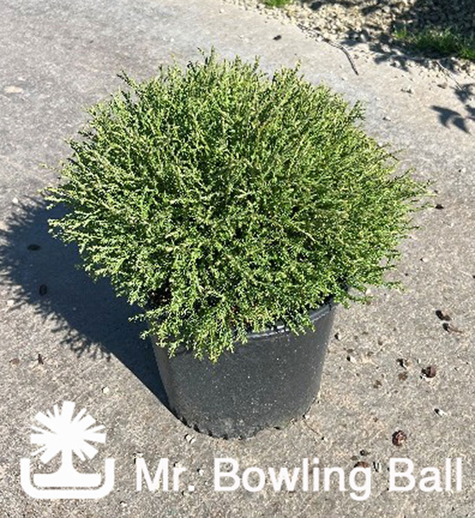 Mr-Bowling-Ball_photocreditAlexW