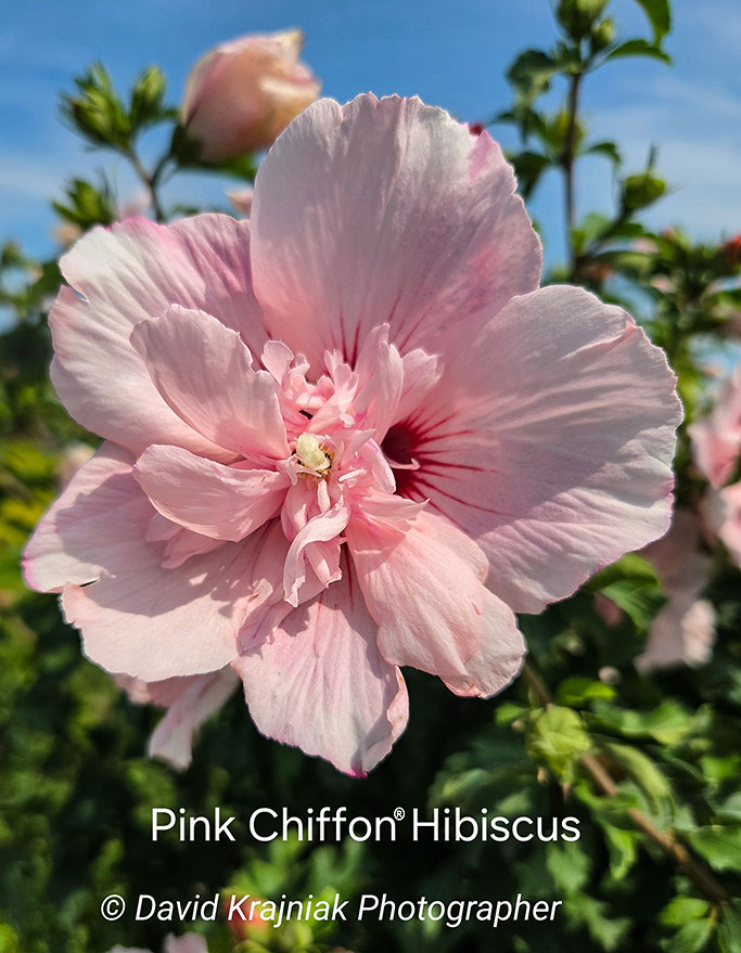 PinkChiffonHibiscus_Cinco
