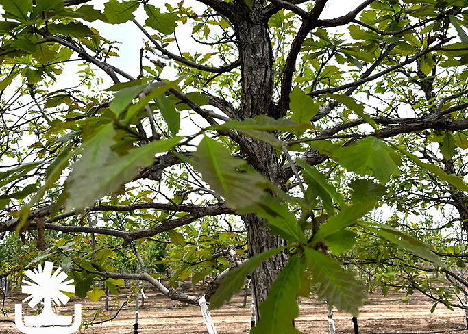 Quercusbicolor_SwampWhiteOak_photocreditEJKJ