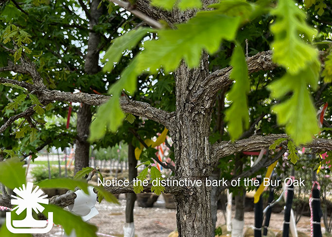 Quercusmacrocarpa_BurOak_photocreditEJKJ