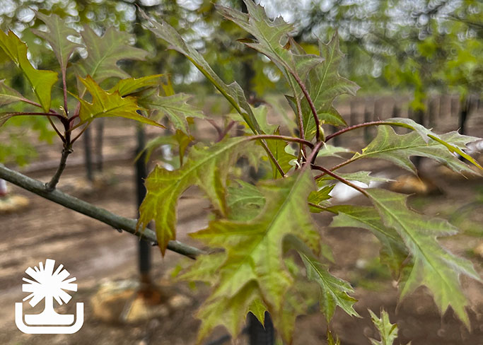 Quercuspalustris_PinOak_photocreditEJKJ