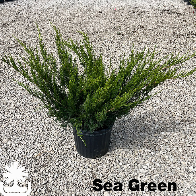 Sea-Green_photocreditAW_050525