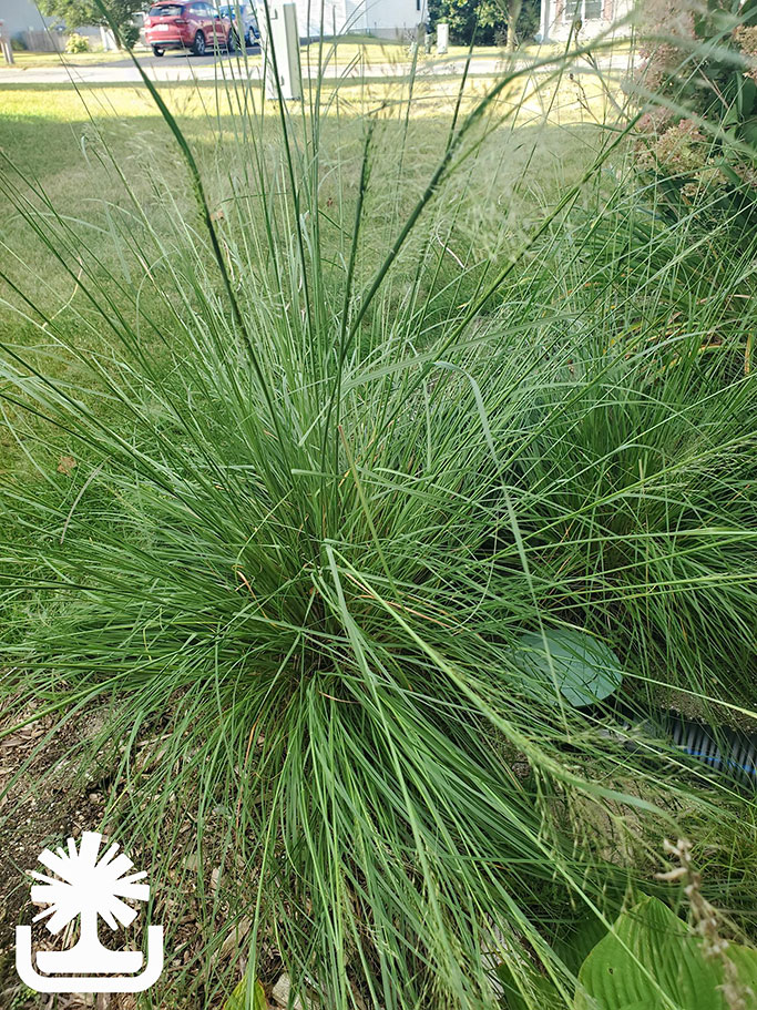 Sporobolus-heterolepsis_photocreditDD
