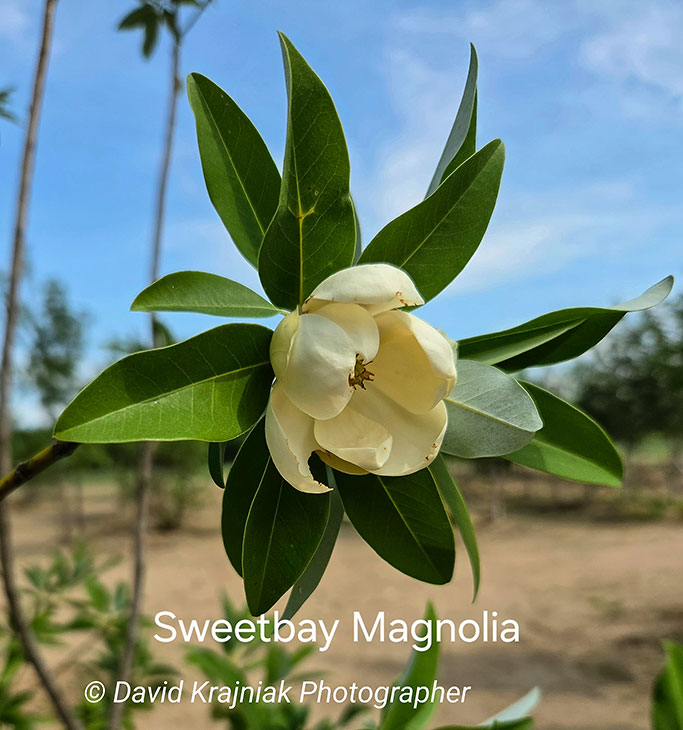 SweetbayMagnolia_Cinco