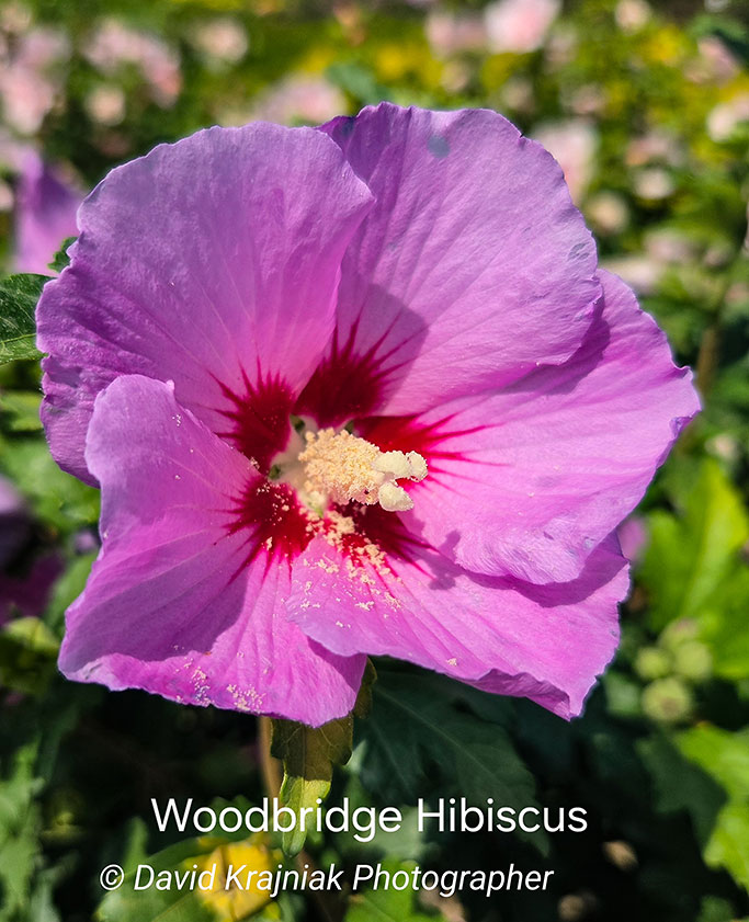 WoodbridgeHibiscus_Cinco