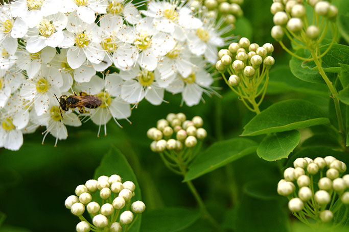 bee-spirea_photocreditEnvato
