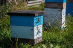 Woody Bee Plants