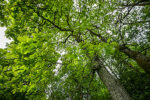 The Mighty Oak