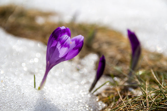close-up_Crocus_photocreditEnvato