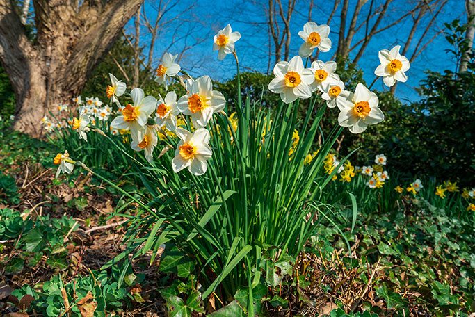 daffodils_photocreditEnvato