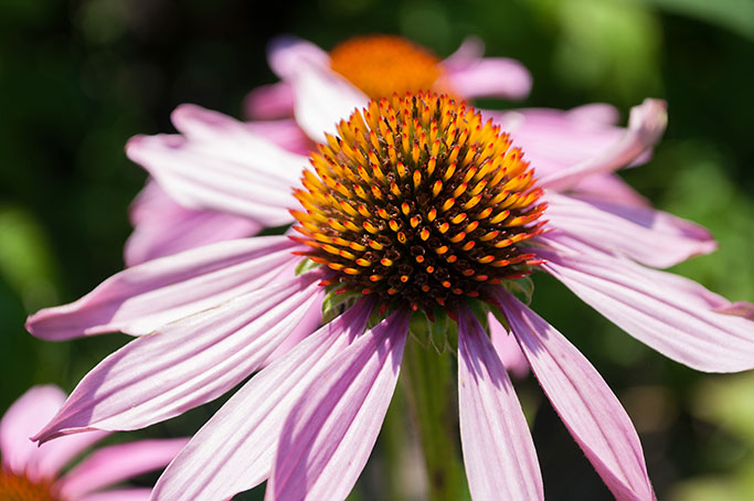 echinacea-purpurea-flowers-in-a-garden-photocreditEnvato_051225