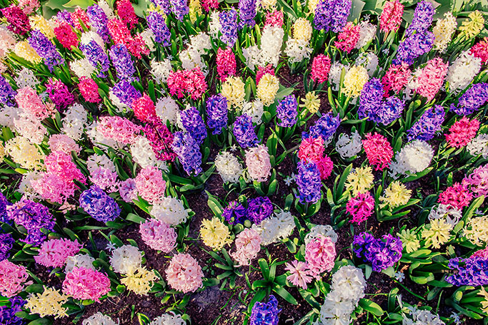 multicolored-hyacinths_photocreditEnvato