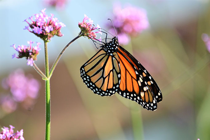 nominated-monarch_photocreditEnvato_051225