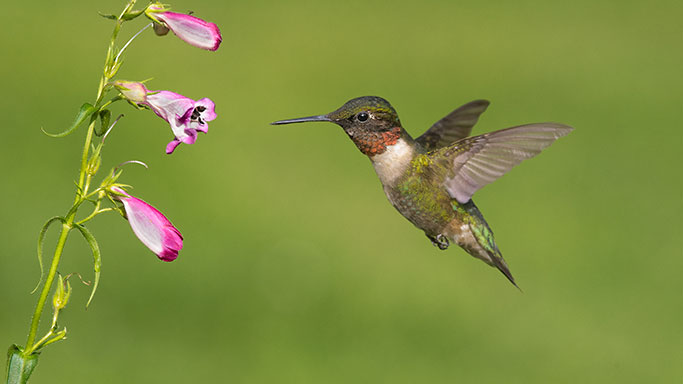 ruby-throated-hummingbird_photocreditEnvato_051225
