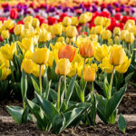 Fall Bulbs