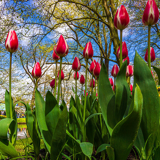 tulips-in-the-park_photocreditEnvato
