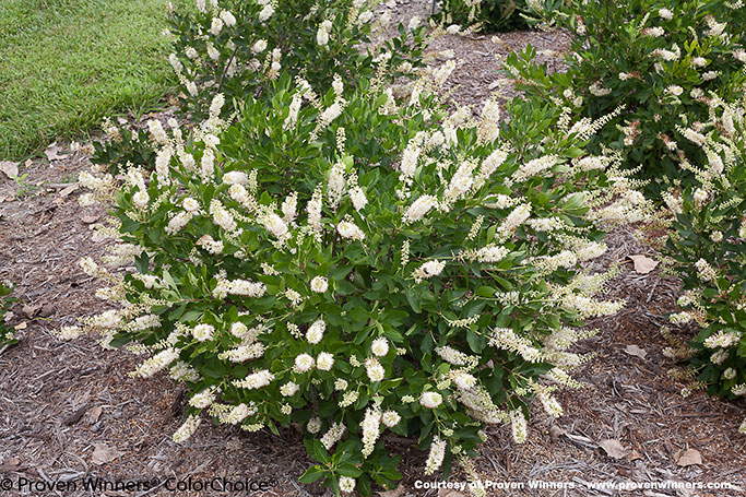 vanilla_spice_clethra_photocreditPW