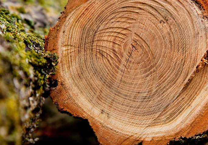 woods-after-sawing_photocreditEnvato